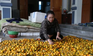 Vựa hồng lớn nhất Nghệ An thất bát