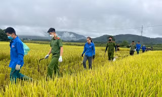 'Áo xanh' xuống đồng giúp người dân thu hoạch lúa đổ rạp sau mưa lũ