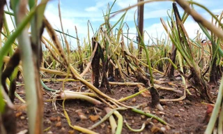 Xót xa hàng nghìn ha rau ở Nghệ An chết rũ ngoài đồng