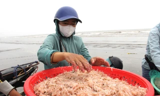 Sau vài giờ xông biển đầu năm, ngư dân thu tiền triệu