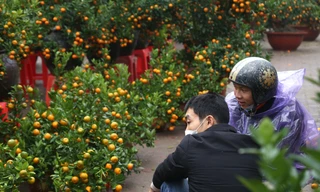 Dân buôn đào quất Tết như 'ngồi trên đống lửa'