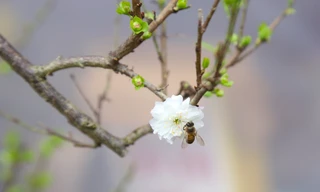 Chi tiền triệu rước nhất chi mai chỉ nở một lần dịp Tết 