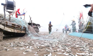 Ngư dân đánh bắt gần bờ, thu tiền triệu trong ngày