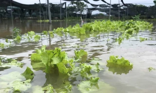 Xót xa nhìn hàng trăm ha rau màu ‘chìm’ trong nước 
