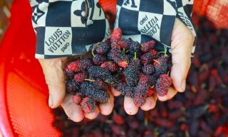 Dâu tằm chín trĩu cành, người trồng hái quả mỏi tay