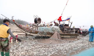 Nửa đêm vượt sóng trúng con 'lắm đạm', ngư dân gỡ mỏi tay