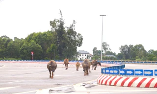 Trâu, bò ‘đi dạo’ trên đại lộ nghìn tỷ