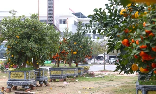 Đào cuốn rêu, bưởi, quýt 'siêu quả' vẫn la liệt bên lề đường sau Tết