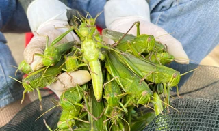 Phiên chợ bán ‘tôm bay’, giá nửa triệu mỗi kg vẫn cháy hàng