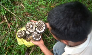 Tuyệt chiêu săn ong vàng kiếm tiền triệu mỗi ngày