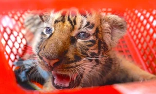 Tin mới vụ vận chuyển 7 con hổ trái phép 