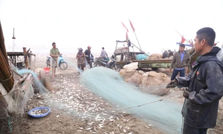 Thả tấm lưới gần bờ, ngư dân 'vớt' tiền triệu trong ngày