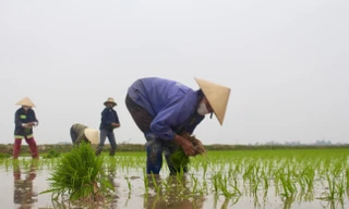 Cận Tết, nông dân xuống ruộng cấy thuê kiếm nửa triệu mỗi ngày