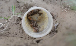 Độc chiêu săn cáy bằng cốc nhựa và ruốc hôi