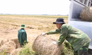 Đội nắng 40 độ C, kiếm tiền từ nghề cuộn rơm ở Nghệ An 