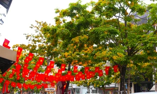 Loài hoa vàng rực, chỉ nở ít ngày gây xao xuyến