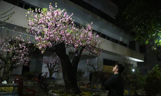 Dân buôn đào, quất: 'Chưa năm nào ế như năm nay'