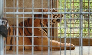 9 con hổ ở Nghệ An còn sống sau vụ giải cứu hiện ra sao?