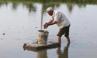 Được lợi kép, nông dân lội ruộng săn ốc bươu vàng