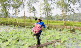 Chàng trai 9x bỏ phố về quê trồng sen, đếm hoa thu tiền