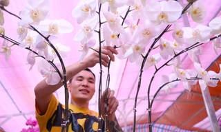 Thợ cắm hoa lan 'chạy sô' dịp Tết, thu nhập tiền triệu mỗi ngày