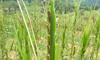 Châu chấu hoành hành ở Nghệ An