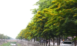 Thành Vinh rực rỡ sắc vàng hoa giáng hương