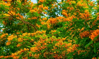 Rực rỡ sắc vàng hoa giáng hương bung nở giữa lòng thành phố Vinh