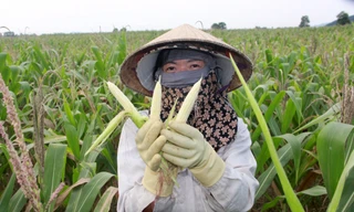 Nông dân đứng ngồi không yên vì hàng trăm ha ngô không thể tạo hạt