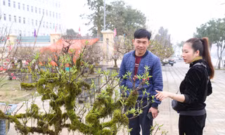 Nhiều người săn lùng đào ‘tiến Vua’ rất đắt đỏ chơi Tết 