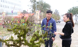 Nhiều người săn lùng đào ‘tiến Vua’ rất đắt đỏ chơi Tết 
