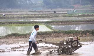 Nông dân xuống đồng sau Tết, ước mong một vụ mùa bội thu