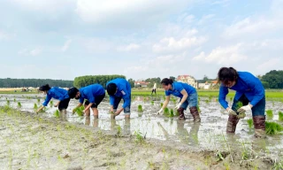Lội bùn cấy lúa giữa trời giá rét giúp gia đình đoàn viên khó khăn