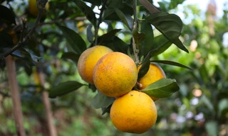 Lý do người dân Xã Đoài rao bán tới 80.000 đồng 1 quả cam