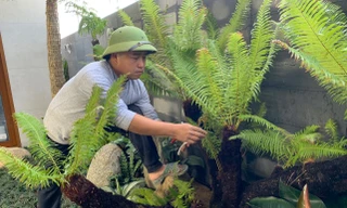 Loài cây mọc dại bờ tường nay làm cảnh giá tiền triệu được săn lùng dịp Tết 