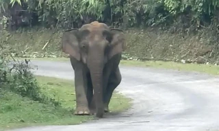 Nguyên nhân ban đầu voi 'đại náo' bản làng chết trong rừng sâu ở Nghệ An