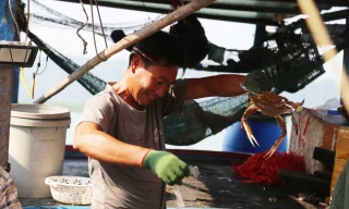 Thuyền về, tôm cá đầy khoang, ngư dân thu tiền triệu mỗi ngày