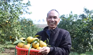 Cam đặc sản chín vàng, người dân ‘ém hàng’ chờ Tết