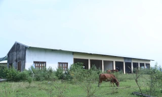 Dự án chợ đầu mối biên giới dang dở suốt 10 năm, thành nơi chăn thả trâu bò