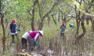 Lội bùn săn đặc sản mưu sinh ở rừng bần