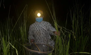 Đội đèn xuyên đêm bắt châu chấu 