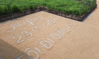 Biến sân phơi lúa thành khẩu hiệu cổ động bầu cử 