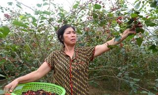 Dâu tằm chín đỏ, người dân xã ven đô tất bật thu hái