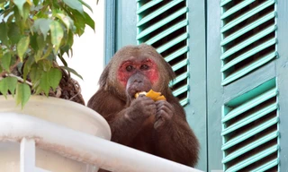 Mua 3 con khỉ về nấu cao, người đàn ông bị phạt hàng trăm triệu đồng