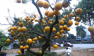 Bưởi Diễn thế trực huyền ‘độc nhất’ giá 150 triệu đồng xuống phố chơi Tết