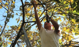 Vựa hồng lớn nhất Nghệ An vào mùa thu hoạch