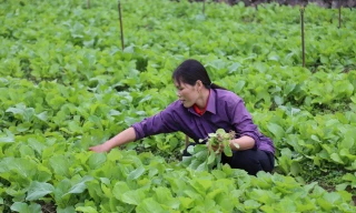 Rau sớm vụ đông giá cao gấp 2,3 lần so với chính vụ, nông dân phấn khởi