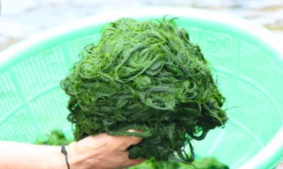 Độc đáo món ăn từ rêu đá ở vùng cao Nghệ An