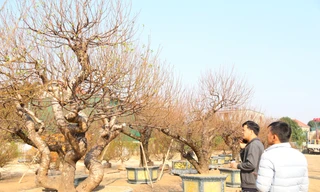 Tận thấy những gốc đào ‘khủng’ xuống phố đón Tết