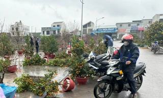 Nghệ An: Mưa kèm gió lớn, đào, quất ngã đổ la liệt